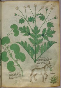 Ilustración botánica de plantas y un asno, c.1440 (tinta y color sobre vitela) de Italian School