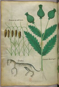 Ilustración botánica de plantas y una pantera, c.1440 (tinta y color sobre vitela)