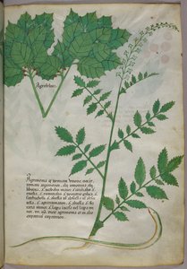Ilustración botánica de plantas y una serpiente, c.1440 (tinta y color sobre vitela) de Italian School