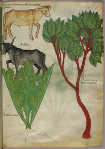 Ilustración botánica de plantas y toros, c.1440 (tinta y color sobre vitela) de Italian School