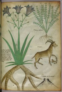 Ilustración botánica de plantas, pájaros y cabras, c.1440 (tinta y color sobre vitela)
