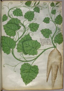 Ilustración botánica de plantas, c.1440 (tinta y color sobre vitela)