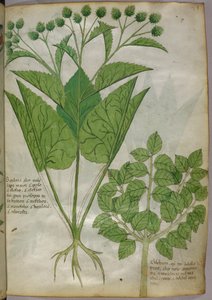 Ilustración botánica de plantas, c.1440 (tinta y color sobre vitela) de Italian School