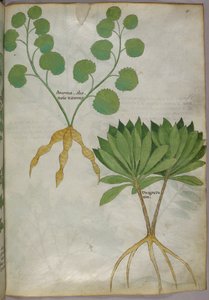 Ilustración botánica de plantas, c.1440 (tinta y color sobre vitela) de Italian School