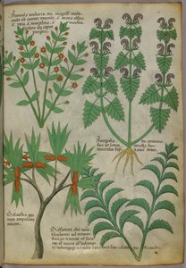 Ilustración botánica de plantas, c.1440 (tinta y color sobre vitela) de Italian School