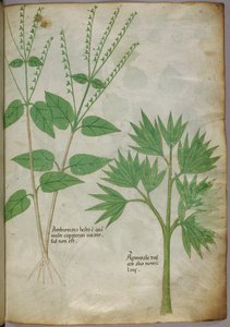 Ilustración botánica de plantas, c.1440 (tinta y color sobre vitela) de Italian School
