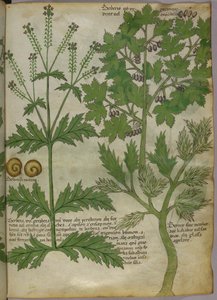 Ilustración botánica de plantas, c.1440 (tinta y color sobre vitela) de Italian School