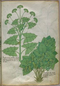Ilustración botánica de plantas, c.1440 (tinta y color sobre vitela) de Italian School