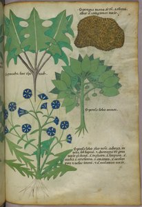 Ilustración botánica de plantas, incluida una esponja, c.1440 (tinta y color sobre vitela) de Italian School