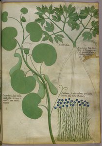 Ilustración botánica de plantas, incluidas flores, c.1440 (tinta y color sobre vitela) de Italian School