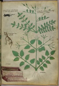 Ilustración botánica de plantas con un leopardo, un ratón y un cadáver, c.1440 (tinta y color sobre vitela) de Italian School