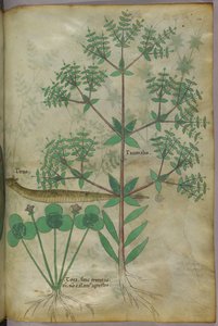 Ilustración botánica de plantas con un animal, c.1440 (tinta y color sobre vitela)