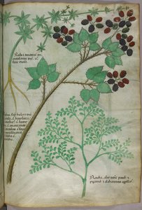Ilustraciones botánicas de rubia [rubea]; mora [rubus]; ruda [ruta], c.1440 (tinta y color sobre vitela) de Italian School