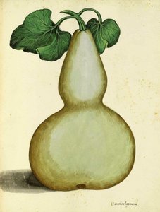 Calabaza por Ulisse Aldrovandi de Italian School