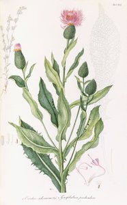 Cardus cichoraceus y Gnaphalium penduculare, 1811-1838 de Italian School