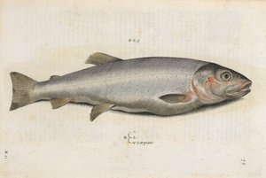Pez carpione, ilustración de 