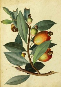 Anacardo por Ulisse Aldrovandi