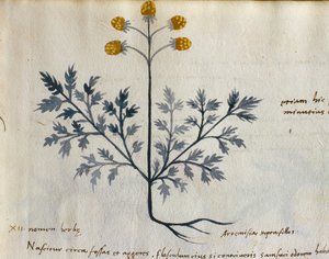 Cod. CCXXXVII Artemisia, planta medicinal de un "Herbarium Apuleii Platonicii" (acuarela y tinta sobre vitela) (detalle de 415715)