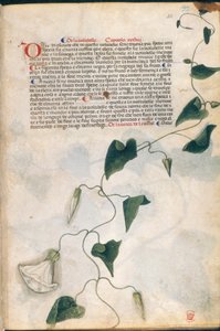 Planta de Convolvulus, ilustración de la "Hierba de Carrara", Padua, c.1400 (pluma y tinta con oro sobre papel) de Italian School