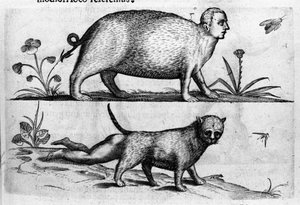 Diferentes tipos de monstruos humanos: la mantícora, un gato con patas de niño. Grabado de “De monstrorum natura, causis et differentiis” de Fortunio Liceti (1577-1656), científico italiano. 1646 de Italian School