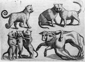 Diferentes tipos de monstruos: gatos y vacas con múltiples cuerpos. Grabado de “De monstrorum natura, causis et differentiis” por Fortunio Liceti (1577-1656), científico italiano. 1646 de Italian School