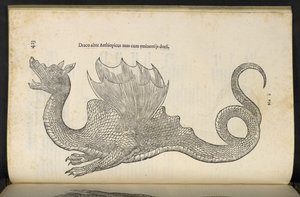 Dragón etíope 