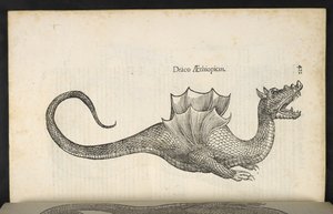 Dragón etíope, 