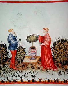Fol.39v Recolectando el Basilicum Curatum, ilustración de 
