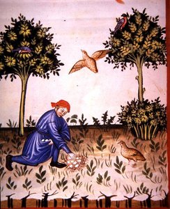 Fol.66v Recolectando huevos de perdiz, ilustración de 