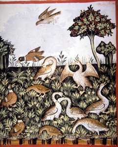 Fol.69v Patos y Gansos, ilustración de 