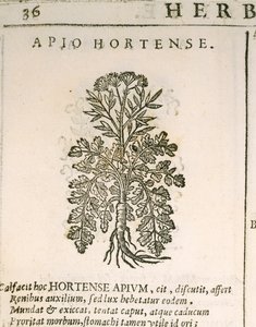 Perejil de jardín (Petroselinum crispum), grabado por Castore Durante de Italian School