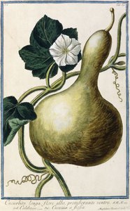 Calabaza, 1772-1784 de Italian School