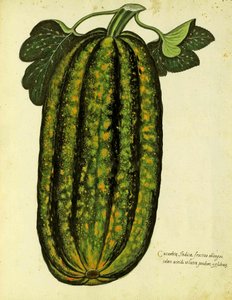 Calabaza Verde Oblonga por Ulisse Aldrovandi (1522 – 1605) placa publicada en Piante Fiori Frutti de Italian School