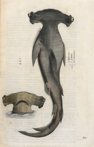 Tiburón martillo, ilustración de 