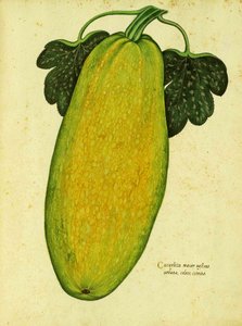 Calabaza de herencia por Ulisse Aldrovandi de Italian School