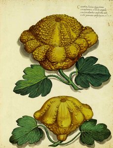 Calabaza de herencia por Ulisse Aldrovandi de Italian School