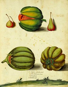 Calabaza heredada por Ulisse Aldrovandi de Italian School