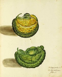 Calabaza heredada por Ulisse Aldrovandi