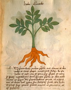 Herba Cancealis de Italian School