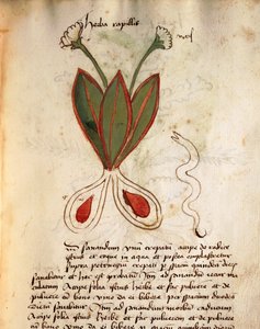 Herba Capillaria