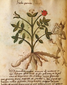 Herba Peonica de Italian School