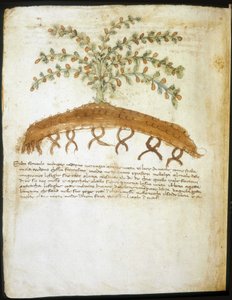 Herbario del siglo XIV. Biblioteca municipal de Rimini. de Italian School