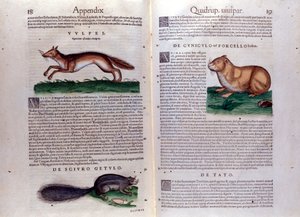 Ilustraciones de 