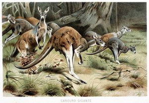 En La vita degli animali
