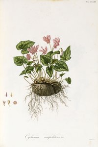 Ciclamen de hojas de hiedra - Cyclamen neapolitanum, 1811-1838