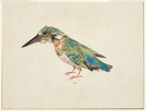 Kingfisher, c.1650-99 (tiza negra, acuarela, color de la carrocería sobre papel verjurado, verjurado, con líneas de enmarcado en tinta marrón en tres bordes) de Italian School