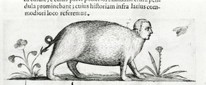 La mantícora - en "De monstrorum natura causis libri duo" de Fortunio Liceti de Italian School