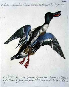 Ánade Real en Vuelo, c.1767-76