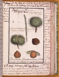 Ms 115 Castaño, de Dizionario di Botanica de Italian School