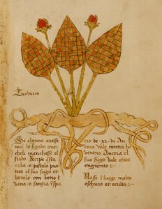 Ms 1591 Fol.19r Herba Teoderis (vitela)